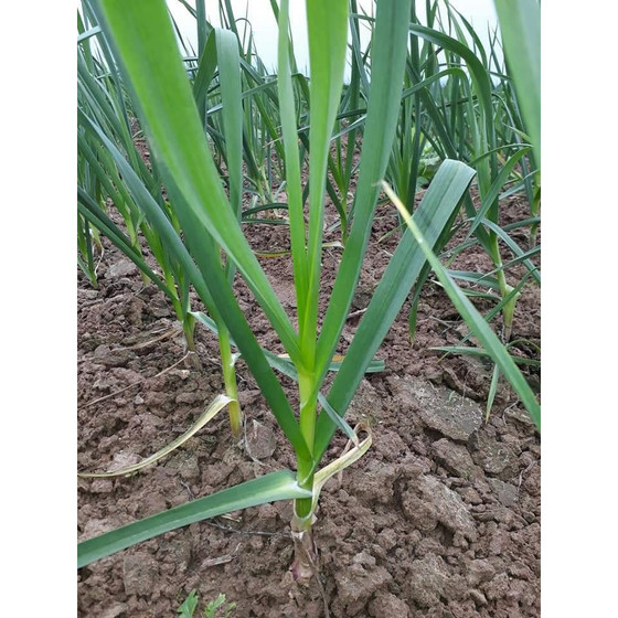 Tỏi sạch Quảng Minh