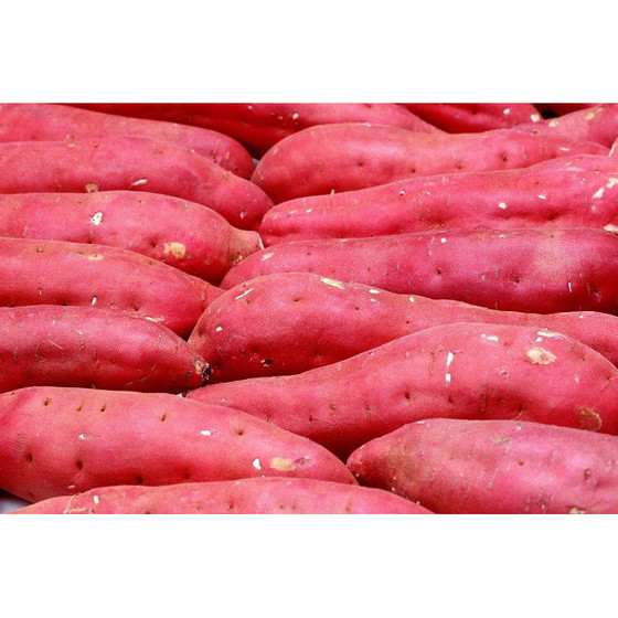 Khoai gieo Hải Ninh Linh Huệ