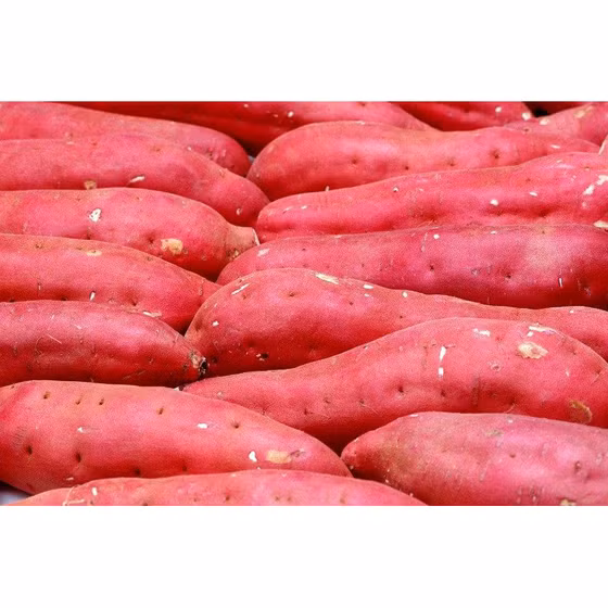 Khoai gieo Hải Ninh Linh Huệ