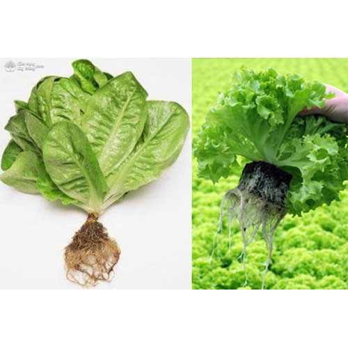 Rau xà lách Túy Loan