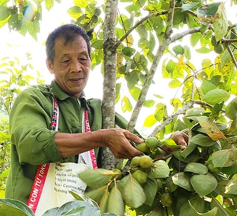 Hồng không hạt Bình Phú