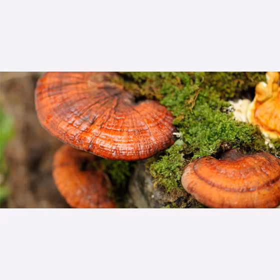 Nấm linh chi thái lát nguyên bào tử Tuấn Linh