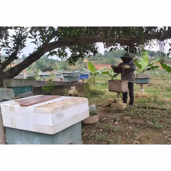 Mật ong hoa rừng xã Thanh Hóa