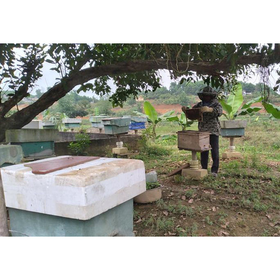 Mật ong hoa rừng xã Thanh Hóa