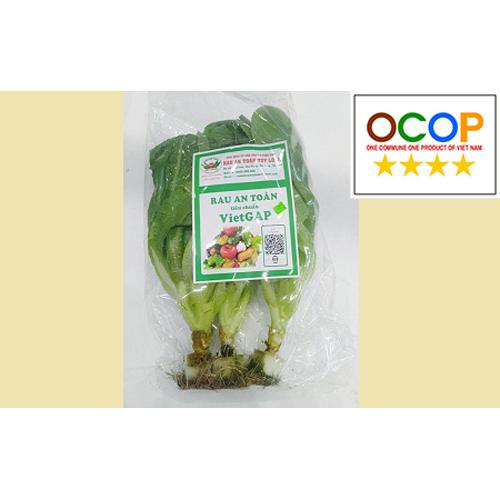 Rau xà lách Túy Loan