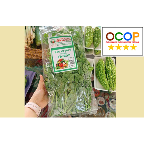 Rau mồng tơi Túy Loan