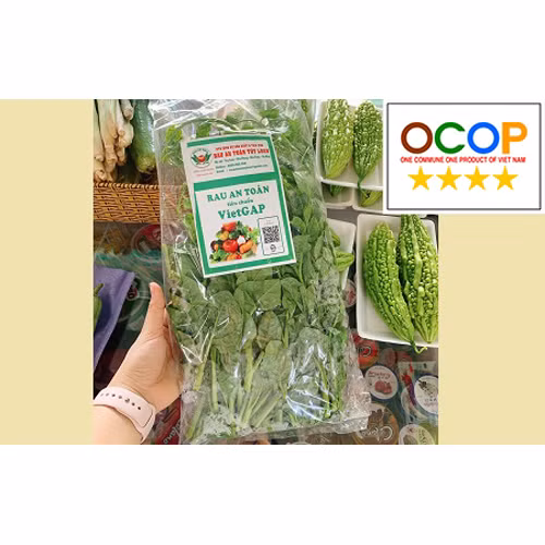 Rau mồng tơi Túy Loan