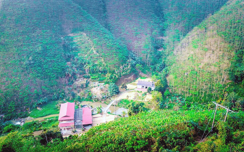 Những cánh rừng trẩu trên đèo Mã Yên Sơn (Bảo Yên, Lào Cai). 