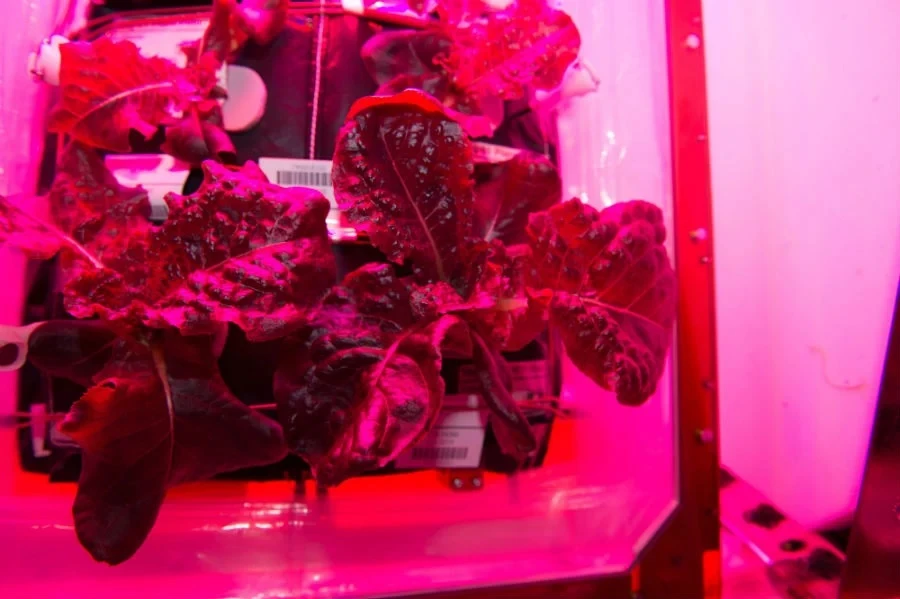 Diếp cá được trồng thử nghiệm trên Trạm Vũ trụ quốc tế. Ảnh: NASA.