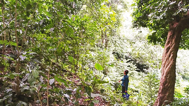 Đi tìm chỗ đặt bẫy chuột lang.