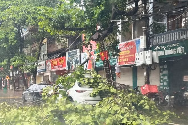 Mưa bão làm đổ gãy cây cối trên địa bàn phường Minh Xuân. (Ảnh: Báo Tuyên Quang online)