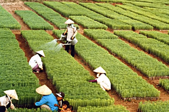 Hơn sáu thập kỷ qua, “Tết trồng cây” do Chủ tịch Hồ Chí Minh khởi xướng đã trở thành nét đẹp văn hóa mỗi độ Xuân về.