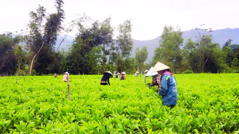 Vườn keo giống của chị Phạm Thị Vinh giúp khoảng 20 lao động địa phương thu nhập 350-400 nghìn đồng/ngày.