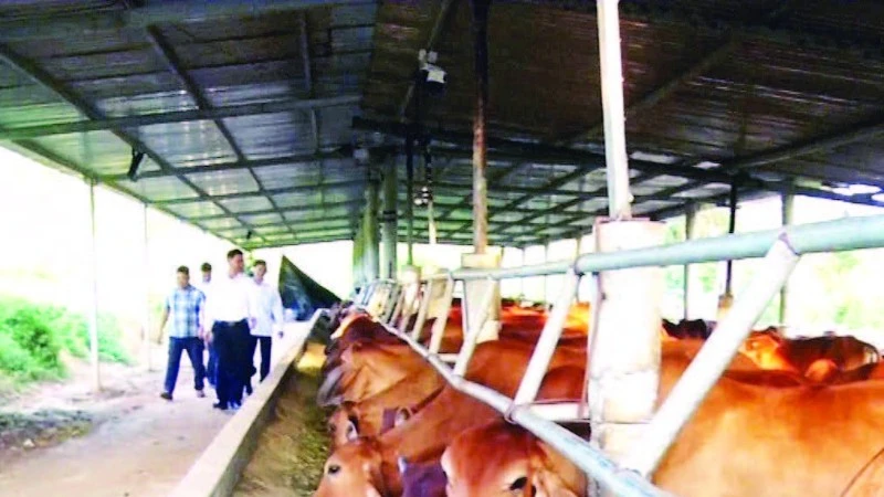 Trang trại chăn nuôi của anh Hường được đầu tư quy mô lớn, bài bản.