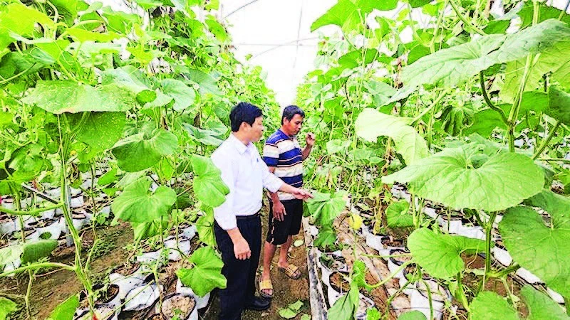 Chủ tịch Ủy ban nhân dân xã Ia Phí Nguyễn Công Sơn (áo trắng) kiểm tra công tác trồng dưa lưới trên địa bàn.