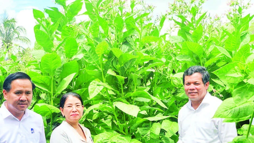 Chủ tịch Hội đồng nhân dân tỉnh Quảng Ngãi Nguyễn Đức Tuy (bên phải) kiểm tra mô hình trồng cây thuốc lá, một trong những giống cây mới ở các xã miền núi tỉnh Quảng Ngãi.