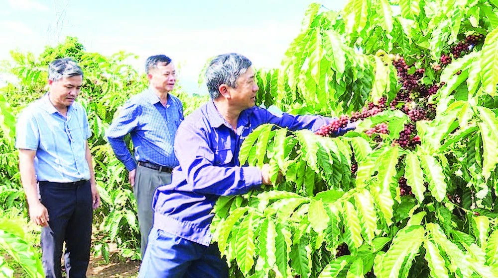 Chi bộ Đội 6, Đảng bộ Công ty trách nhiệm hữu hạn một thành viên Cà-phê 731 hoàn thành xuất sắc nhiệm vụ sản xuất, kinh doanh.