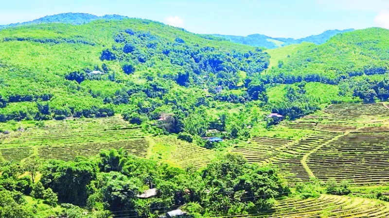 Xã Mường Động đã trồng được hơn 85 ha rừng trên tổng diện tích dự kiến là 200 ha.