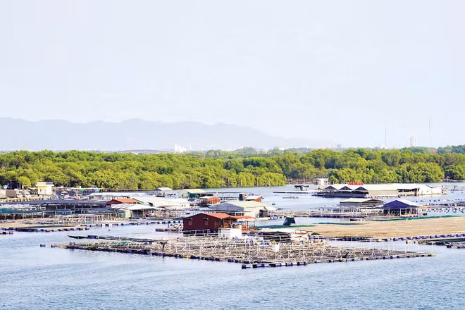 Rừng ngập mặn ở xã Long Sơn và các bè nổi nuôi trồng thủy sản trên sông Chà Và.