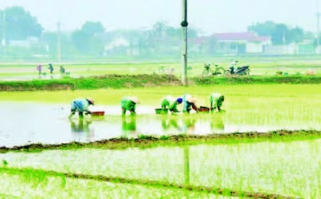 Nông dân xã Phú Nghĩa tập trung nhân lực cấy lúa xuân, bảo đảm trong khung thời vụ tốt nhất.