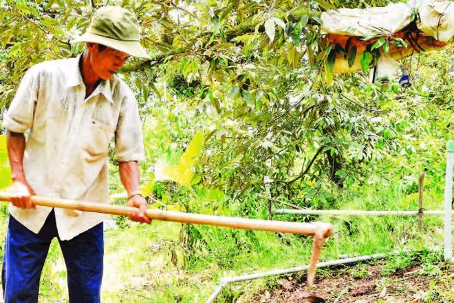 Nông dân trồng sầu riêng ở xã Long Tiên, tỉnh Đồng Tháp.