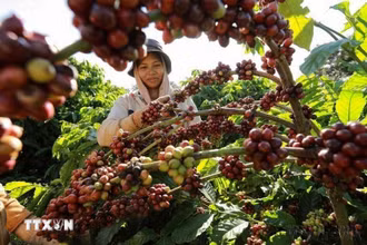 Thu hoạch cà-phê ở vùng trồng của Công ty Simexco Daklak, thành phố Buôn Ma Thuột, tỉnh Đắk Lắk. (Ảnh: Vũ Sinh/TTXVN)