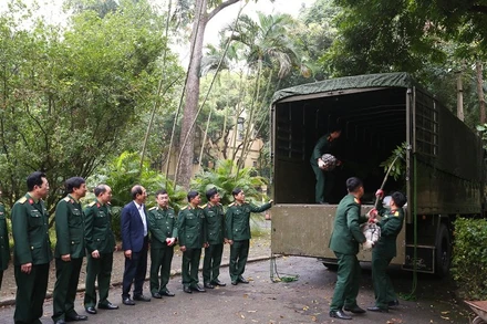 Cục Xe máy-Vận tải vận chuyển 40 cây kim giao vào khu mộ Đại tướng Võ Nguyên Giáp.