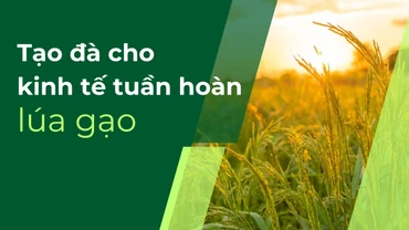 Tạo đà cho kinh tế tuần hoàn lúa gạo