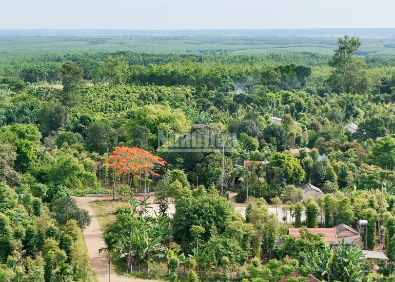 Khu vực bên trái cây phượng đang ra hoa ngày xưa nhà của ông Hoàng Văn Luân ở làng Gia Bình, xã Gio An, nơi in Báo Cứu Quốc. ndo_c_gia-binh-2.jpg