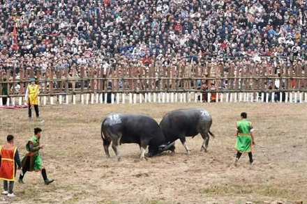 Đông đảo người dân tham dự lễ hội chọi trâu truyền thống.