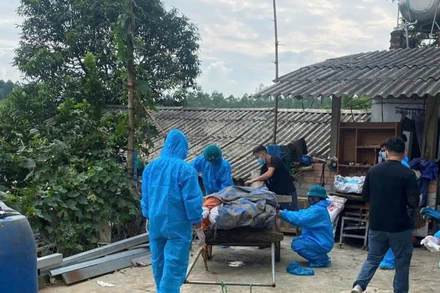 Tiêu hủy lợn bị bệnh tại xã Phù Ninh ngày 24/7.