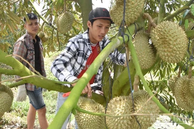 Sầu riêng là loại quả đặc sản của tỉnh Đồng Tháp.