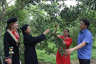 Cán bộ nông nghiệp hướng dẫn người dân kỹ thuật trồng mắc ca. Ảnh: Tân Văn