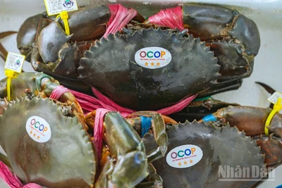 Vị thế con cua ở Cà Mau chỉ đứng thứ 2 sau con tôm.