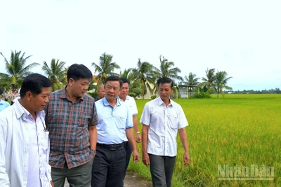 Trưởng Ban Tuyên giáo và Dân vận Tỉnh ủy Cà Mau Hồ Trung Việt (giữa, áo thun) thị sát mô hình liên kết sản xuất lúa chất lượng cao được bao tiêu đầu ra ở phường Láng Tròn.