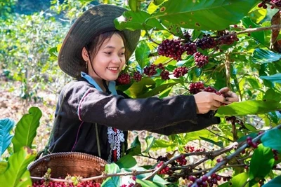 Bà con dân tộc Vân Kiều, Quảng Trị thu hoạch cà-phê. (Ảnh: DUY ĐÔNG)