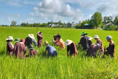 Tìm hiểu về lúa ngay trên cánh đồng lúa là một trong các trải nghiệm của chương trình. (Ảnh: BTC)