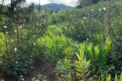 Cây dược liệu trồng trong rừng khu vực Tây Nguyên. (Ảnh: THU HÀ)