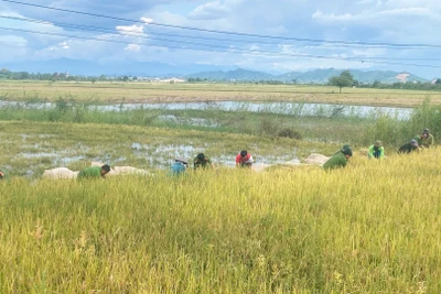 Các cán bộ, chiến sĩ Công an xã Ea Na và lực lượng bảo đảm an ninh trật tự ở cơ sở các thôn, buôn của xã đã lội bùn sát cánh cùng bà con thu hoạch lúa chạy lũ.