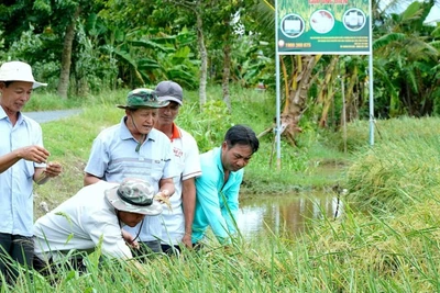 Tham gia Đề án 1 triệu ha lúa chất lượng cao giúp nông dân miền Tây có sự chuyển biến mạnh mẽ về tư duy sản xuất. (Ảnh NGUYỄN HỮU TÙNG) 
