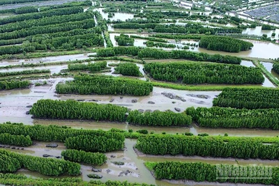 Cao tốc Cà Mau-Đất Mũi phần lớn băng qua các cánh rừng ngập mặn, ít ảnh hưởng đến nhà cửa và đất sản xuất của người dân nông thôn Cà Mau.