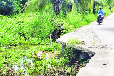 Những điểm sạt lở mới tại tuyến lộ giao thông nông thôn thuộc ấp Trung Đoàn, xã An Minh Bắc, huyện U Minh Thượng, tỉnh Kiên Giang
