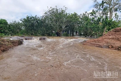 Đoạn sạt lở đê bao tối 23/10 đã làm ảnh hưởng đến 15ha cây ăn trái và 6 hộ dân sinh sống nơi đây. 