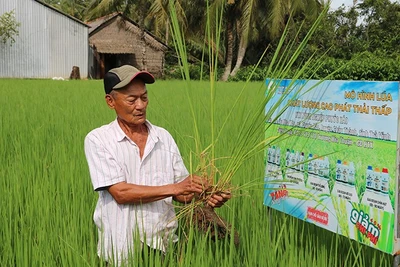 Mô hình lúa chất lượng cao, phát thải thấp xã Hưng Mỹ, tỉnh Vĩnh Long.