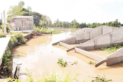 Nhiều ngôi nhà ở Đồng Tháp bị đổ sụp xuống sông do sạt lở. 