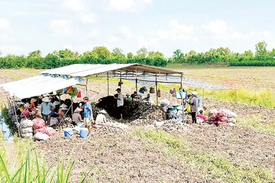 Nông dân Vĩnh Long thu hoạch khoai lang. 