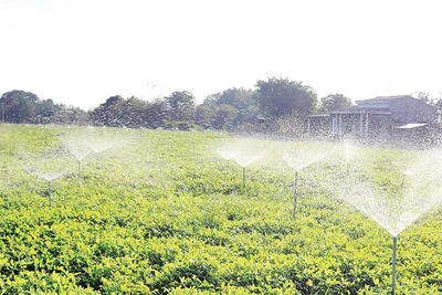 Nông dân xã Hiệp Mỹ, áp dụng mô hình tưới nhỏ giọt, tiết kiệm nước trong sản xuất nông nghiệp. 