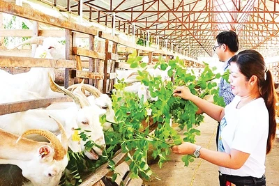 Du khách trải nghiệm cho dê ăn tại trang trại. 