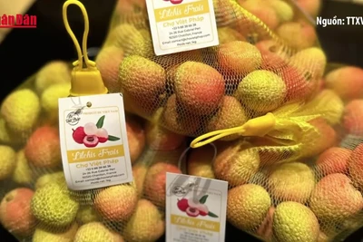 [Video] Vải thiều Việt Nam mùa 2025 "cập bến" thị trường Pháp