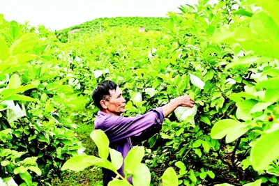 Vườn ổi rộng hàng héc-ta giữa thung lũng xã Phúc Hòa, tỉnh Bắc Ninh. (Ảnh BẢO LONG)